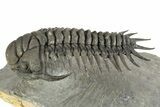 Flying Crotalocephalus Trilobite - Rare Species #244266-1
